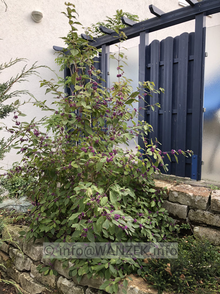 Callicarpa bodinieri Profusion Sol mit Beeren.JPG